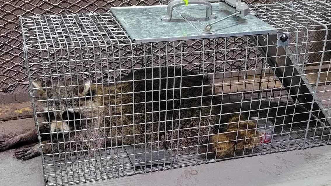 Cage de capture refermée sur des ratons laveurs