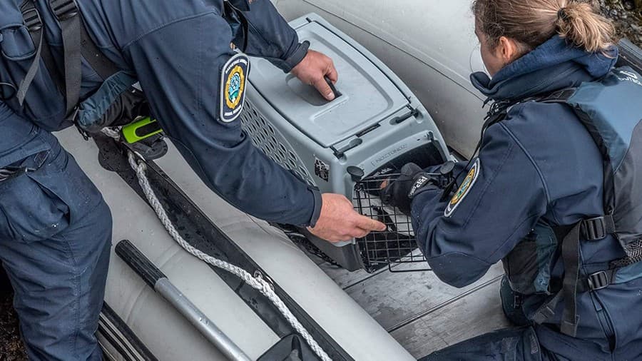 Deux intervenants embarquant un transporteur dans une embarcation