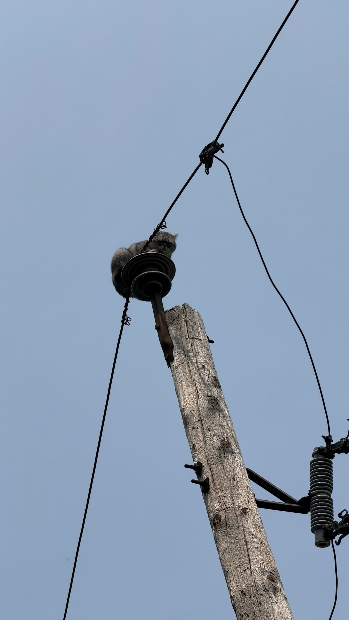 Chat perché en haut d'un poteau électrique