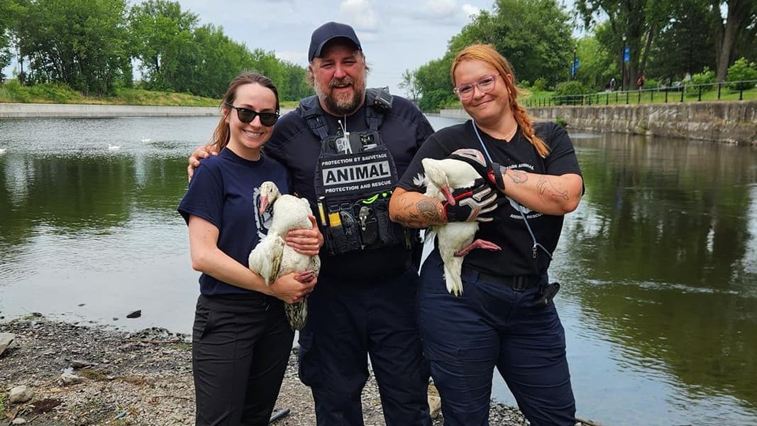Trois intervenants au bord de l'eau avec deux oiseaux secourus