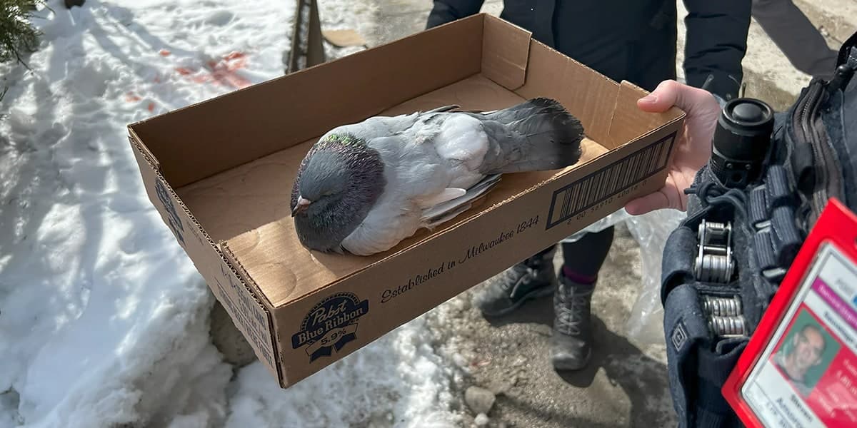 Pigeon secouru transporté dans une boîte de fortune
