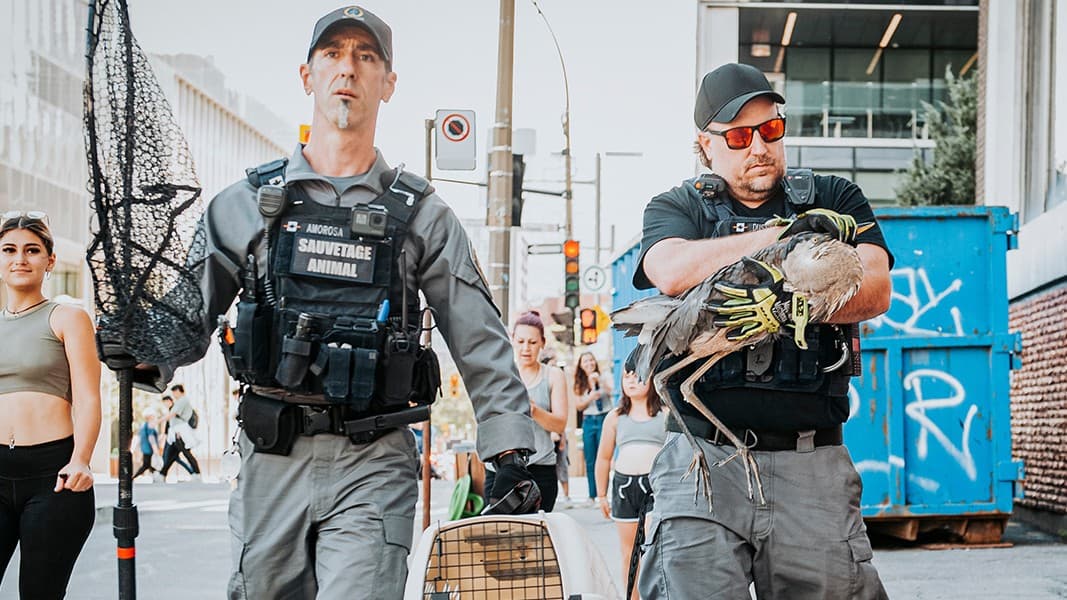 Deux intervenants dans la rue, l'un avec un filet, l'autre portant un oiseau