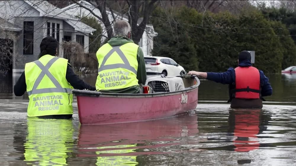 Intervenants tirant un canot avec un transporteur d'animal à travers une rue inondée