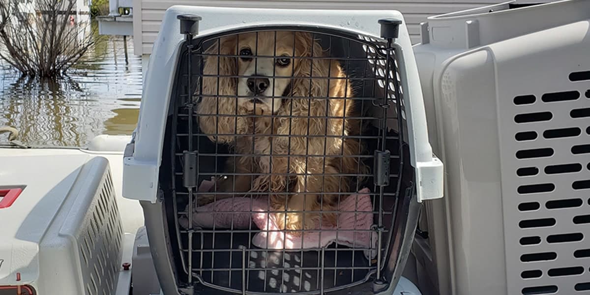 Chien secouru dans un transporteur, en arrière-plan une zone inondée