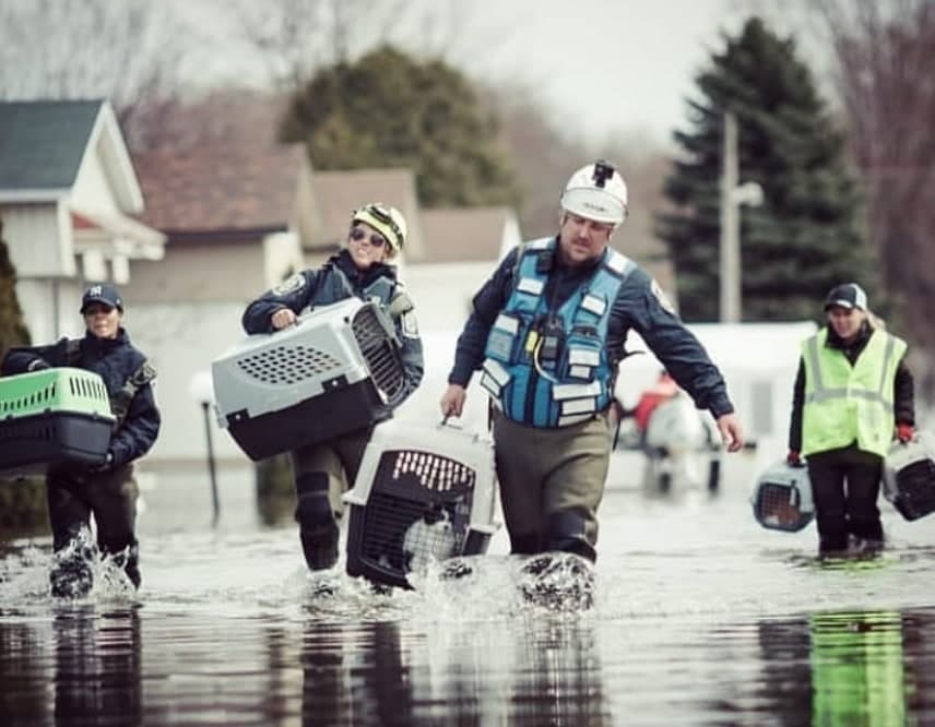 Intervenants transportant des animaux dans des transporteurs à travers une rue inondée