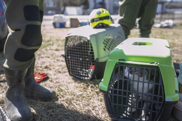 Deux transporteurs d'animaux prêts à terre